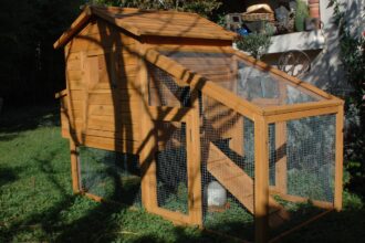 poules pondeuses dans un poulailler bien aménagé