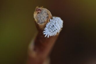 Cochenilles farineuses sur une plante d'intérieur infestée