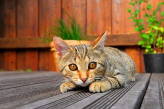 Terrasse en bois sur plots dans un jardin verdoyant