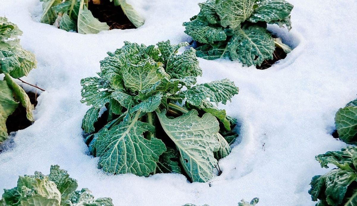 Découvrez les légumes à planter dès maintenant pour un jardin productif en hiver
