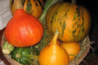 Différence entre citrouille et potiron
