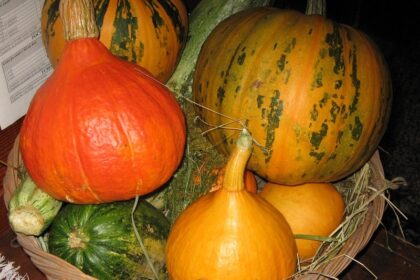 Différence entre citrouille et potiron