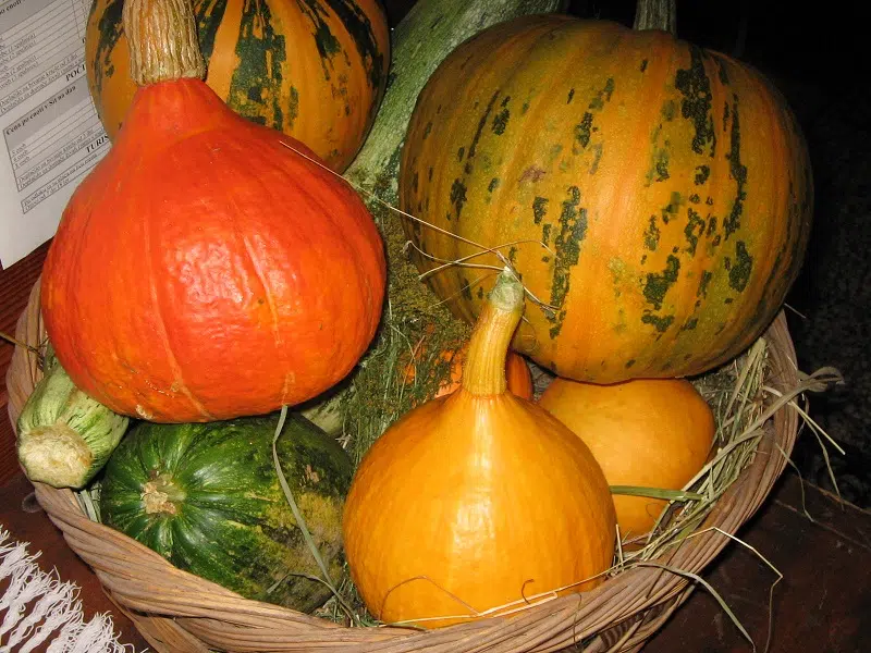 Différence entre citrouille et potiron