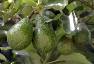 Est-ce que l’avocat pousse en France