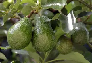 Est-ce que l’avocat pousse en France