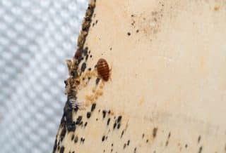Pourquoi recourir à un spécialiste pour éradiquer les punaises de lit