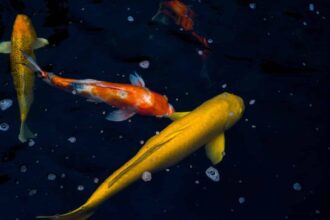 Construire un bassin avec des carpes koï et d'autres poissons japonais