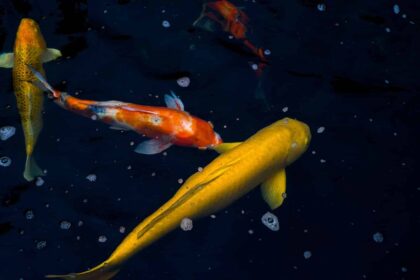 Construire un bassin avec des carpes koï et d'autres poissons japonais