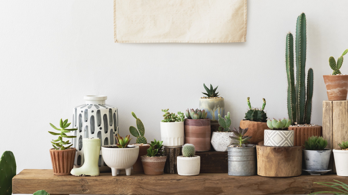 Décoration intérieure d'une maison inspirée de la nature avec des cactus