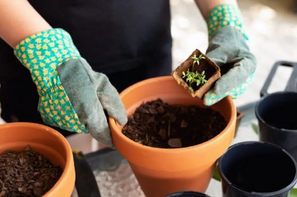 entretenir préparer son jardin pour l'été