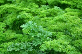Potager d'intérieur avec plantes vertes dans une cuisine moderne