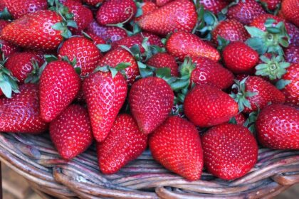 fraises