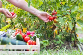 Potager verdoyant avec légumes en pleine croissance et paillage en place