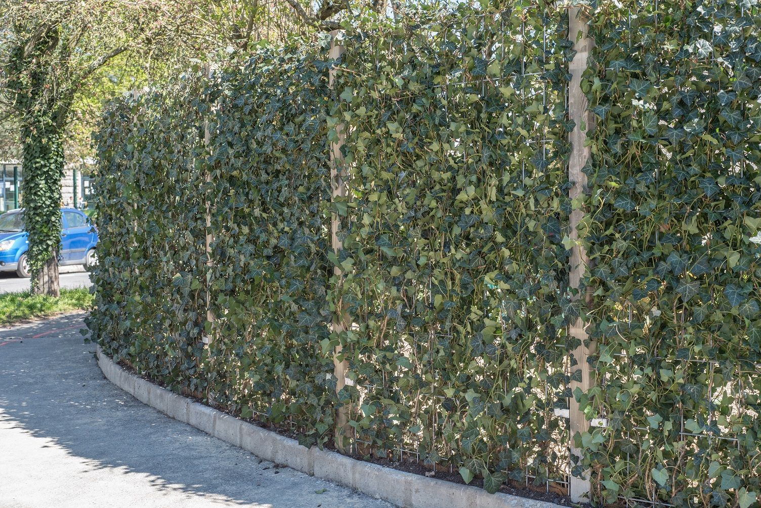 Pourquoi mon lierre fané ?