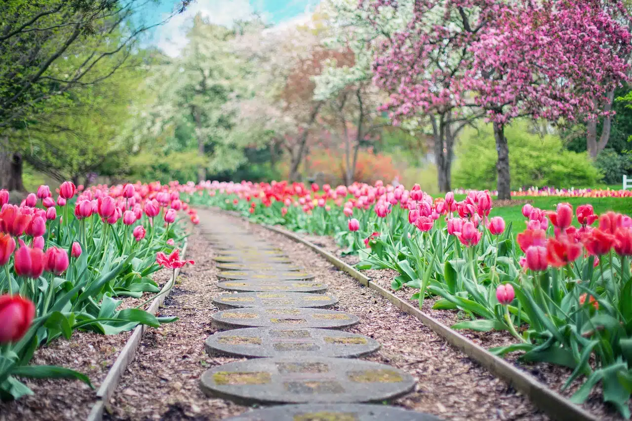 tulipes dans un jardin