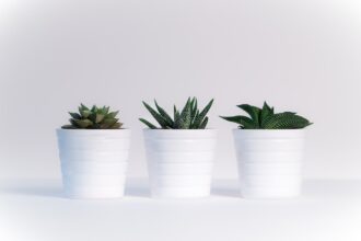 plantes grasses en pot avec fleurs colorées dans un jardin d'intérieur