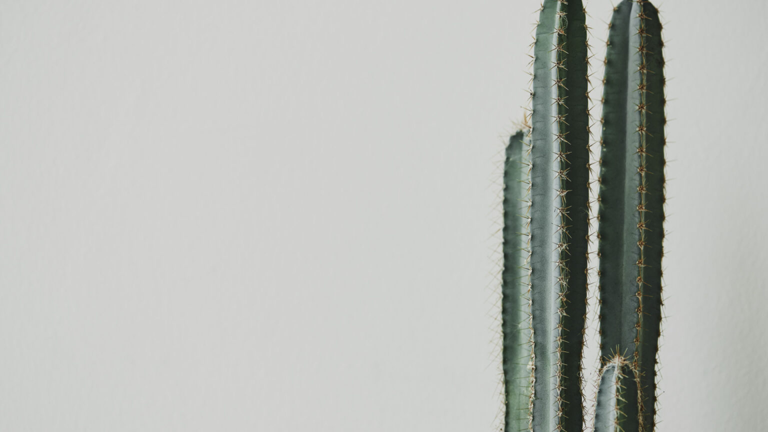 Pourquoi adopter des cactus pour décorer son intérieur ?
