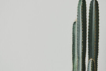 Pourquoi adopter des cactus pour décorer son intérieur ?