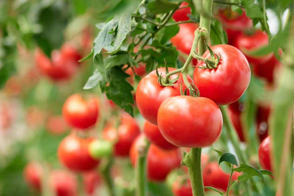 Culture tomates